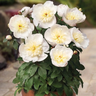 Pivoňka Patio Madrid Paeonia hlízy pivoňky 1 ks