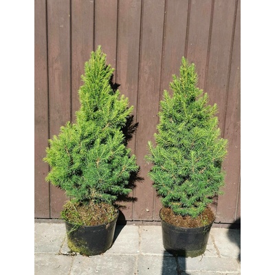 Smrk sivý "Conica" 40-60 cm - Picea glauca "Conica"