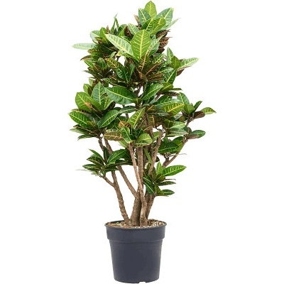 Croton (Codiaeum) variegatum Petra 30x130 cm