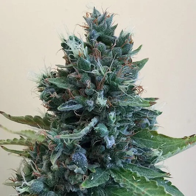 Cream Of The Crop Cropolope semienka neobsahujú THC 10 ks