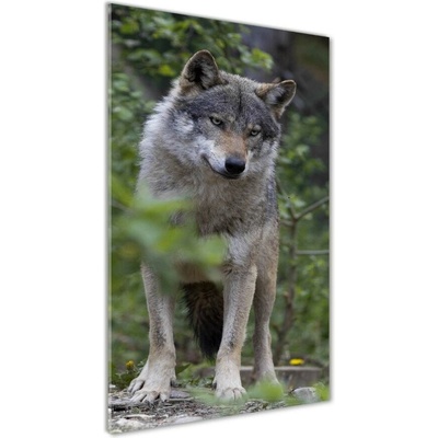 Vertikálny foto obraz sklenený Vlk v lese 50x100 cm