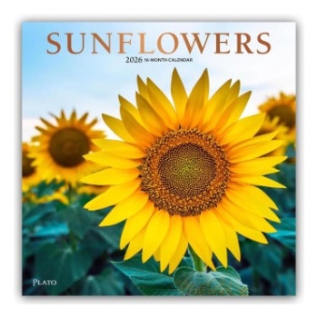 Browntrout Verlags GmbH Sunflowers - Sonnenblumen 2026 - 16-Monatskalender