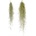Tillandsia usneoides
