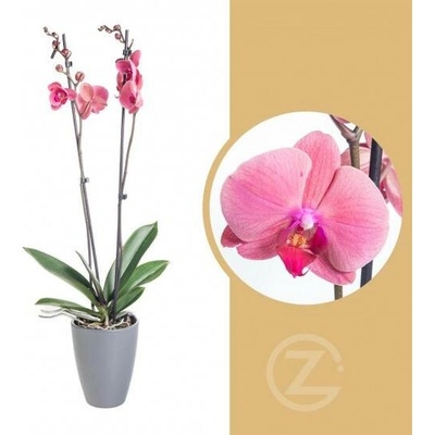 Orchidej Můrovec, Phalaenopsis Happy Angels Dream, 2 výhony, růžová