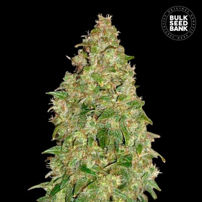 Bulk Seed Bank Dubai Poison semienka neobsahujú THC 100 ks