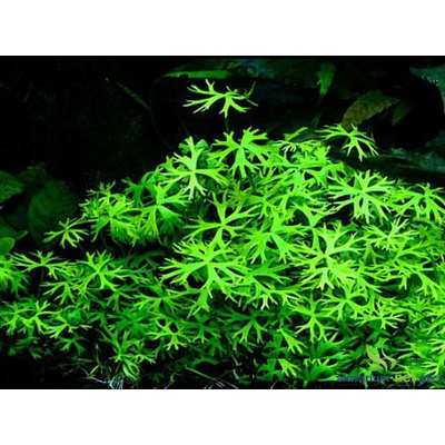 Ranunculus inundatus