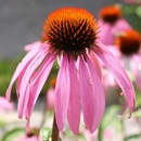 Echinacea bledá - Echinacea pallida - semená echinacey - 15 ks