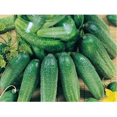 Uhorka Charlotte F1 - cucumis - uhorka siata - semená uhorky - 6 ks