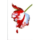 New Moon n.e. - S. Meyer