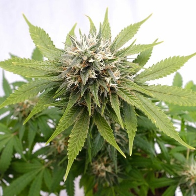 Kannabia Seeds Silver Widow semienka neobsahujú THC 10 ks