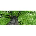 DIMEX ART Панорамни флизелинов фототапет корона на дървото 375 x 150 см