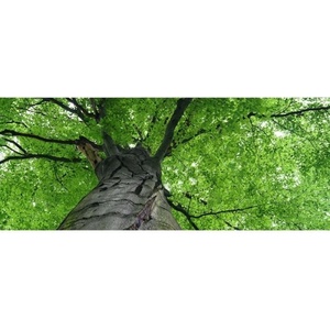 DIMEX ART Панорамни флизелинов фототапет корона на дървото 375 x 150 см