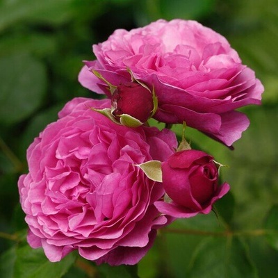 Tantau® Роза Kaffe Fassett Rose®