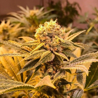 R-Kiem Seeds R-Kiem regular semena neobsahují THC 5 ks