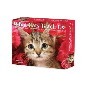 Willow Creek Press Calendars What Cats Teach Us 2026 5.4 X 6.2 Box Calendar | Glen Dromgoole