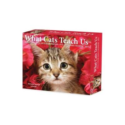 Willow Creek Press Calendars What Cats Teach Us 2026 5.4 X 6.2 Box Calendar | Glen Dromgoole