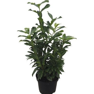Bobkovišeň lékařská sloupovitá FloraSelf Prunus laurocerasus 'Genolia' výška 100-125 cm click květináč