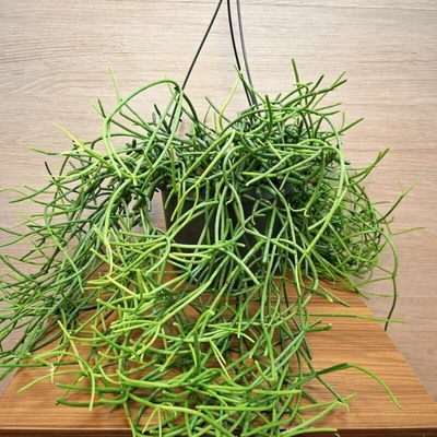Rhipsalis Heteroclada