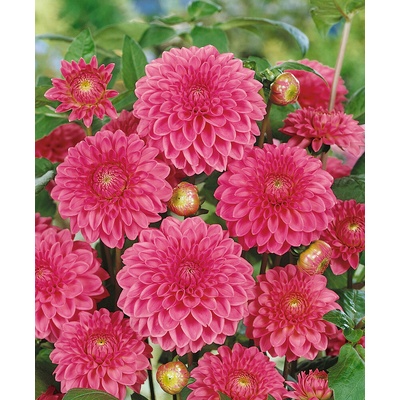 Jiřina 'Sandra' 1 ks