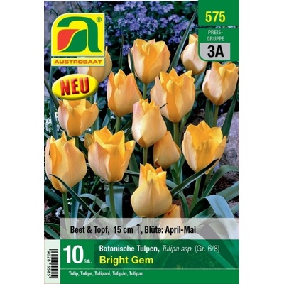 AUSTROSAAT Botanické tulipány Bright Gem - 10 cibúľ