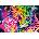 Schmidt Spiele - Puzzle Sheena Pike: Neon Rainbow Leopard - 1 000 piese