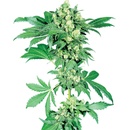 Sensi Seeds Maple Leaf Indica regular semena neobsahují THC 10 ks