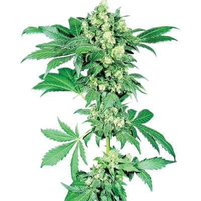 Sensi Seeds Maple Leaf Indica regular semena neobsahují THC 10 ks
