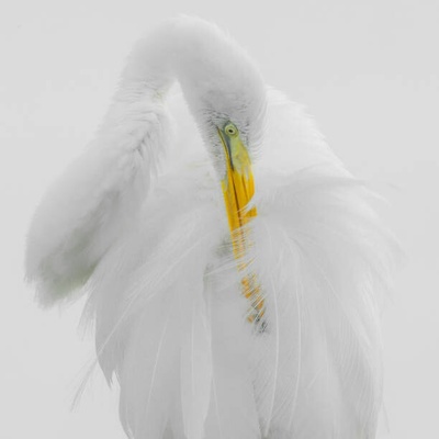 Plakát, Obraz - Great White Heron High Key Preening, fotoguy22, 40 × 40 cm