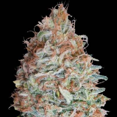 Advanced Seeds Banana Cookies semena neobsahují THC 3 ks