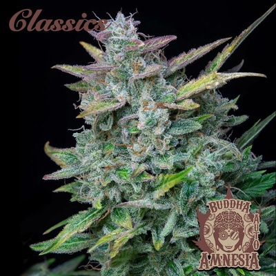 Buddha Seeds AUTO Amnesia semena neobsahují THC 5 ks