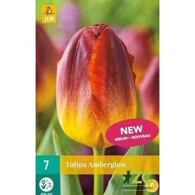 Maják Tulipán Amberglow "C+" 7 ks