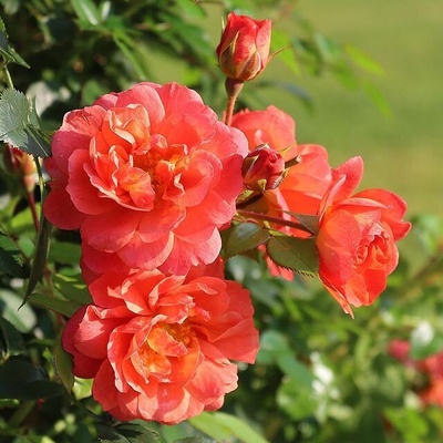 Kordes® Роза Starlet Beauty® Ella - Tantau®