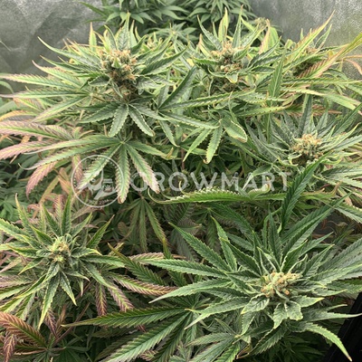 Dutch Passion Orange Bud 2.0 semena neobsahují THC 3 ks
