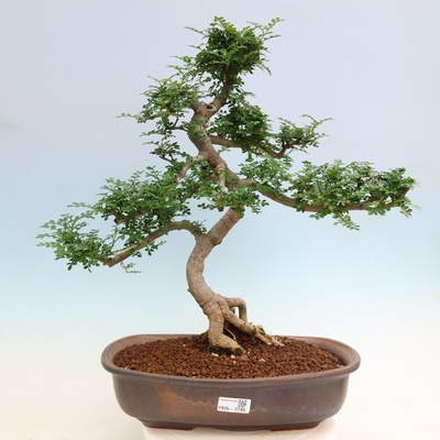 e-bonsai Pokojová bonsai - Zantoxylum piperitum - pepřovník