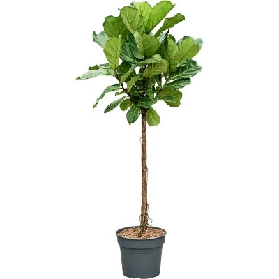 Ficus Lyrata stem 38x190 cm