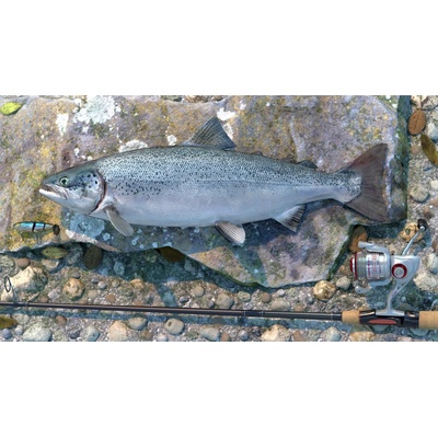 Professional Fishing: Sakura Ryokan Spinning
