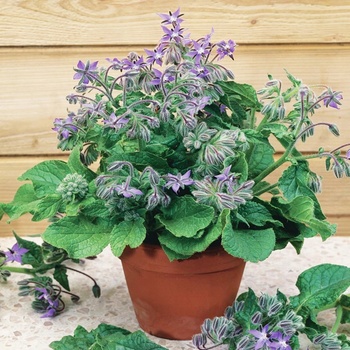 OHRIEVAČ SEMIEN 100 g MEDODAJNÝ TORAF