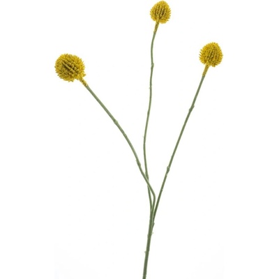 Kraspédie zlutá V58 cm