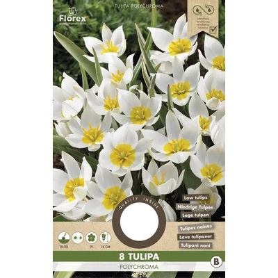Tulipány 'Polychroma' 8 ks