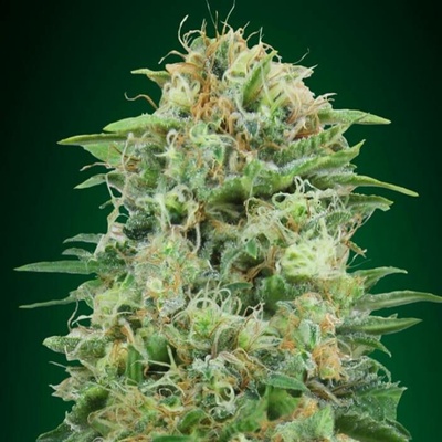 00 Seeds Bank White Widow CBD semena neobsahují THC 5 ks