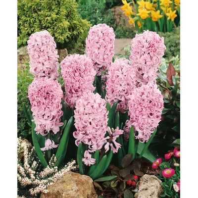 Hyacint 'Splendid Cornelia' 3 ks