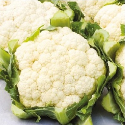 BIO Květák pozdní Tabiro - Brassica oleracea - bio semena květáku - 20 ks