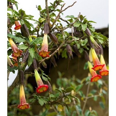 Durman krvavý - Brugmansia sanguinea - prodej semen - 7 ks – Hledejceny.cz