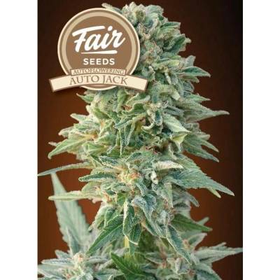 Fair Seeds AUTO Jack semena neobsahují THC 10 ks
