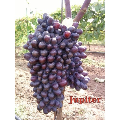 Vinič Jupiter bezsemenný vrúbľovaná sadenica