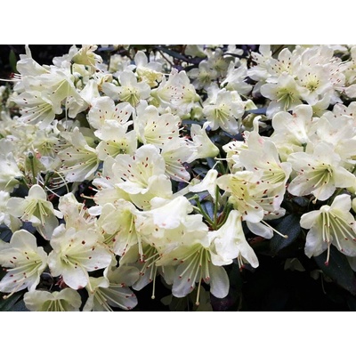 Azalka japonská Palestrina na 50-70 cm kmienku, výška 100-120 cm, kvetináč 12 l