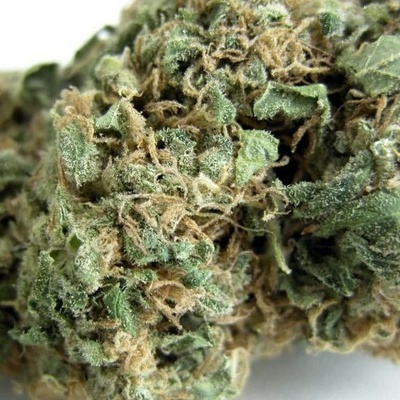Seedsman Original Skunk #1 regular semienka neobsahujú THC 10 ks