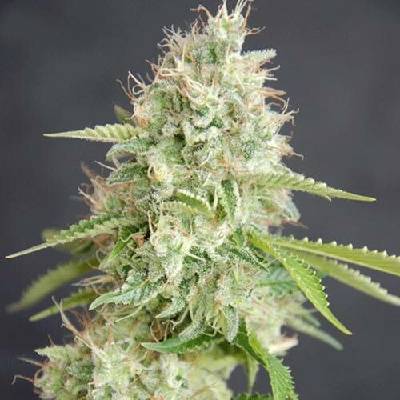 Cream Of The Crop Double Cream semena neobsahují THC 3 ks