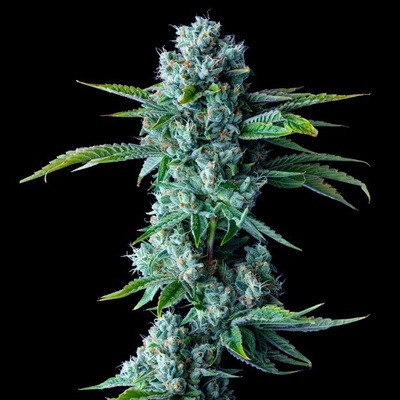 DNA Genetics Skywalker Kush semena neobsahují THC 5 ks – Hledejceny.cz