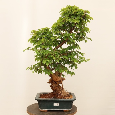 e-bonsai Venkovní bonsai -Carpinus Coreana - Habr korejský
